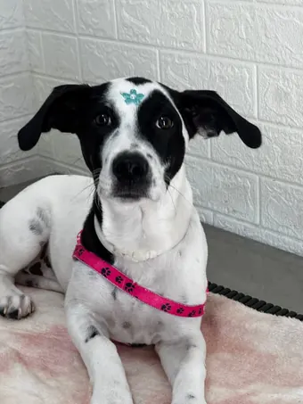 Cão filhote branco malhado, de coleira rosa e laço azul