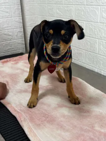 Cão preto e marrom em pé na sala de atendimento