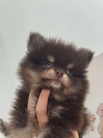Filhote de lulu da pomerânia marrom sendo examinado com cuidado
