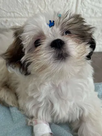 Filhote de shih-tzu branco e marrom com laço azul na cabeça