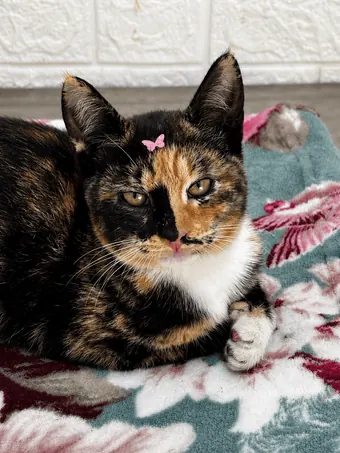 Gata tricolor descansando com laço rosa depois da consulta