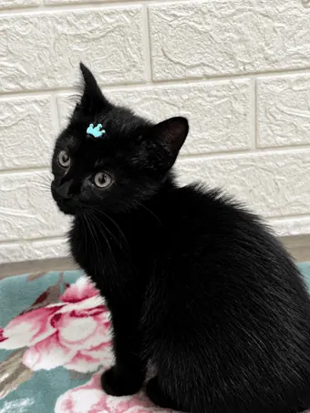 Gato filhote preto com lacinho azul, atendido na clínica em Campo Belo