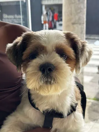 Shih-tzu no colo do tutor, de peitoral de passeio