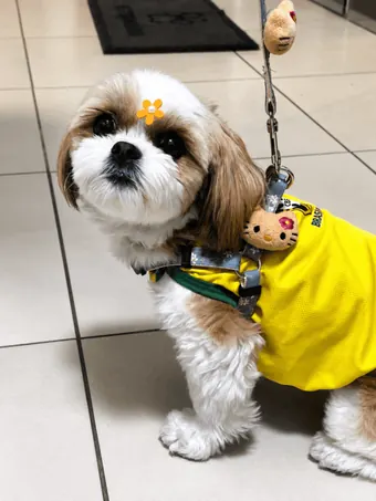 Cão shih-tzu de roupinha amarela chegando para o atendimento